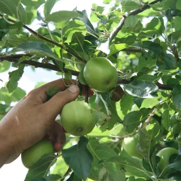 Granny_Smith_(Grafted)_Apple_Fruit_1.5-3.5_Ft_Hybrid_Plant_(Pack_of_1)