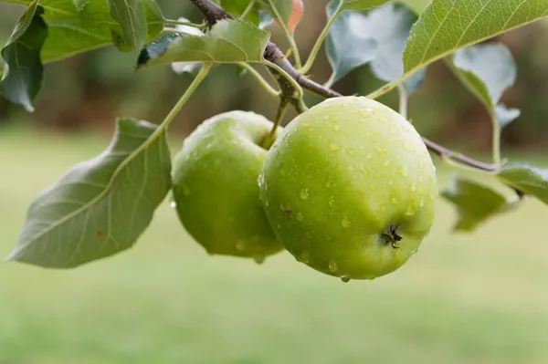 Granny_Smith_(Grafted)_Apple_Fruit_1.5-3.5_Ft_Hybrid_Plant_(Pack_of_1)