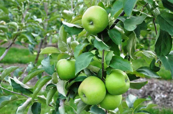 Granny_Smith_(Grafted)_Apple_Fruit_1.5-3.5_Ft_Hybrid_Plant_(Pack_of_1)