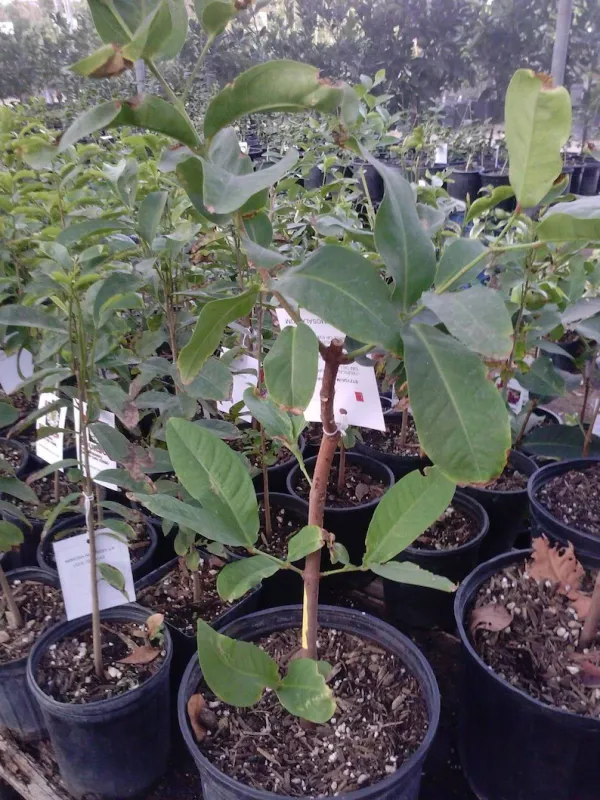 Green_(Grafted)_Water_Apple/Java_Apple/Wax_Apple/Jamrul_Hybrid_Plant_(Pack_of_1)