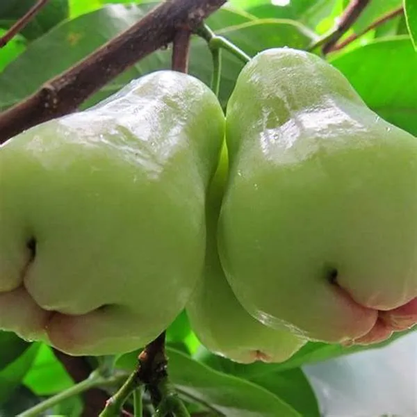 Green_(Grafted)_Water_Apple/Java_Apple/Wax_Apple/Jamrul_Hybrid_Plant_(Pack_of_1)