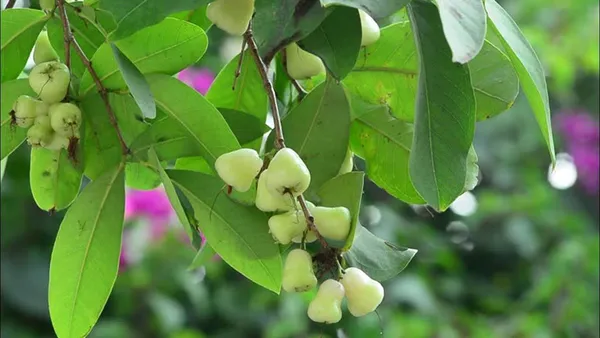 Green_(Grafted)_Water_Apple/Java_Apple/Wax_Apple/Jamrul_Hybrid_Plant_(Pack_of_1)