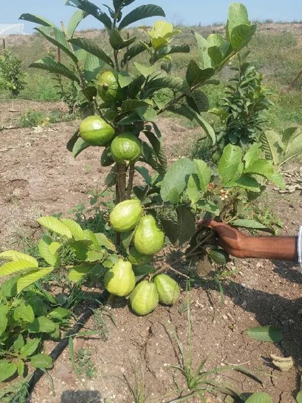 Guava_Hybrid_Plant_1.5-3.5_Ft_(Pack_of_1)