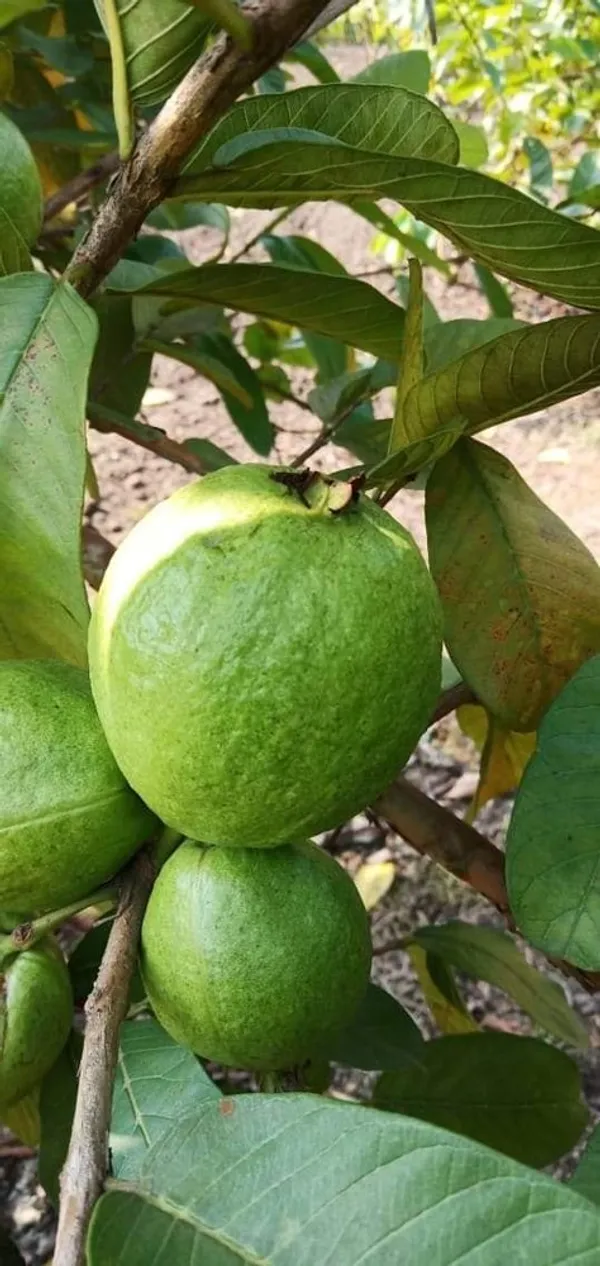 Guava_Hybrid_Plant_1.5-3.5_Ft_(Pack_of_1)