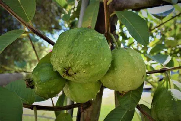 Guava_Vnr_(Grafted)_1.5-3.5_Ft__Plant_(Pack_of_1)