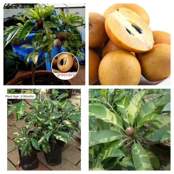 Variegated_Hybrid_Chiku/Sapota_Fruit_Plant_&_Tree_For_Home_Gardening_(1.5-3.5_Ft_Size)_Grafted_Sapota_Healthy_Fruit_Plant_(Pack_Of_1)