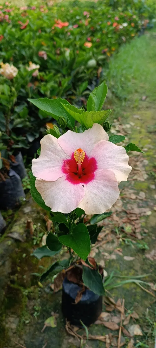 Hibiscus_(Gray)_Flower_Plant_For_Home_Gardening_(Hybrid,_Pack_Of_1)