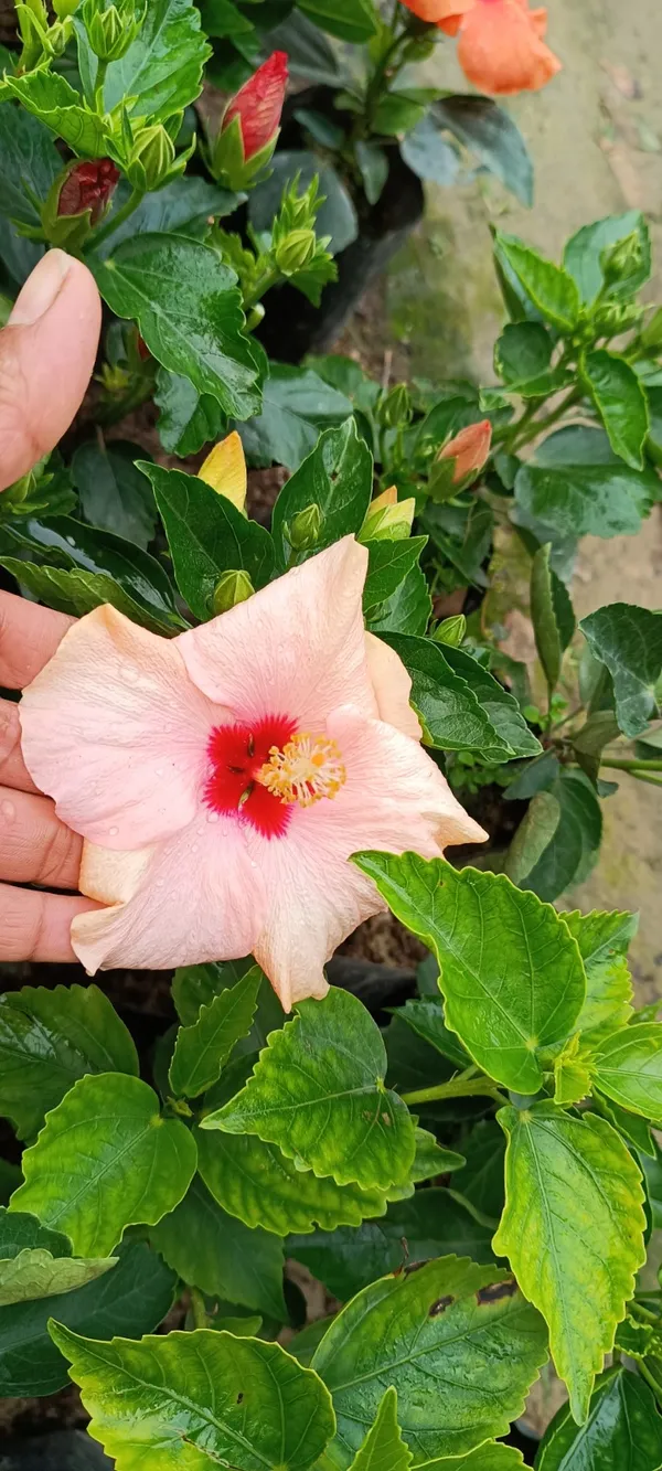 Hibiscus_(Gray)_Flower_Plant_For_Home_Gardening_(Hybrid,_Pack_Of_1)