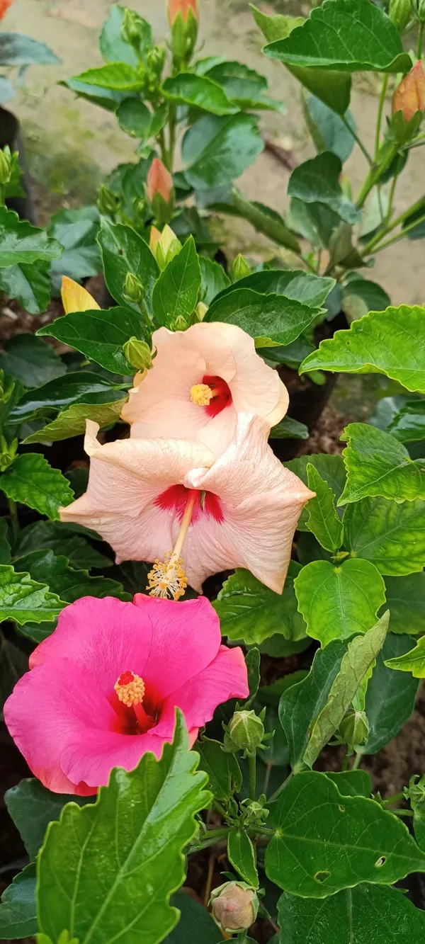 Hibiscus_(Gray)_Flower_Plant_For_Home_Gardening_(Hybrid,_Pack_Of_1)