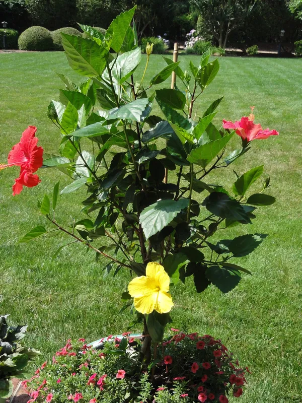 Hibiscus_(Multicolor)_Flower_Plant_&_Tree_1.5-3.5_Ft_Hight_For_Home_Gardening_(Hybrid,_Pack_Of_1)