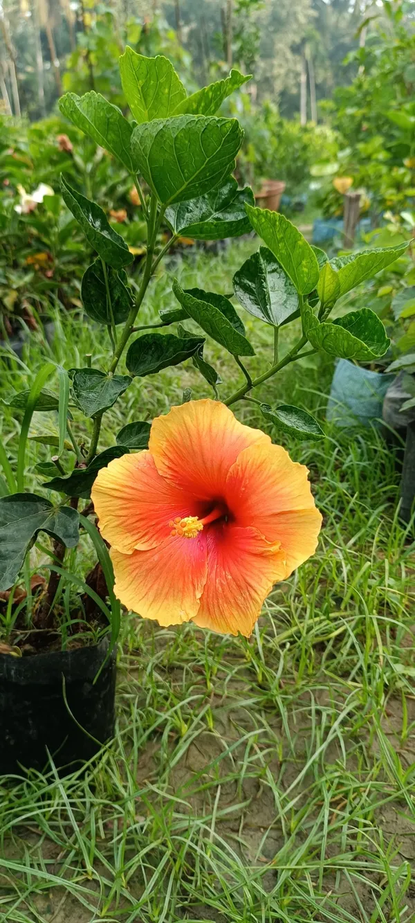 Hibiscus_(Orange_&_Yellow_)_12_Month_Flowering_Plant_(Hybrid,_Pack_Of_1)
