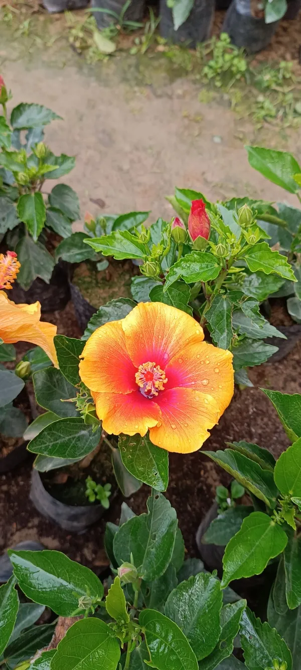 Hibiscus_(Orange_&_Yellow_)_12_Month_Flowering_Plant_(Hybrid,_Pack_Of_1)