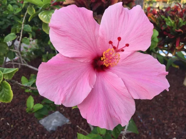 Hibiscus_(Pink)_Flowering_Plant_&_Tree_(1.5-3.5_Ft_Hight)_For_Shrub/Bush/Sweet_Home_Garden_(Hybrid,_Pack_Of_1)