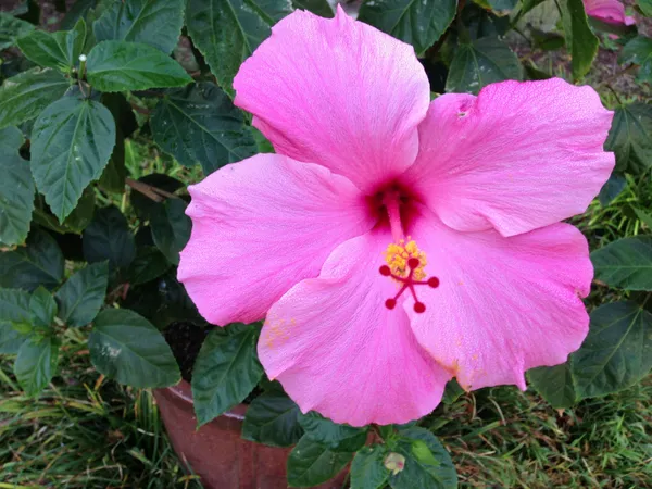 Hibiscus_(Pink)_Flowering_Plant_&_Tree_(1.5-3.5_Ft_Hight)_For_Shrub/Bush/Sweet_Home_Garden_(Hybrid,_Pack_Of_1)