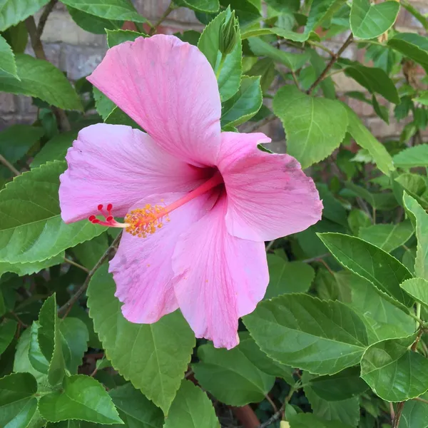 Hibiscus_(Pink)_Flowering_Plant_&_Tree_(1.5-3.5_Ft_Hight)_For_Shrub/Bush/Sweet_Home_Garden_(Hybrid,_Pack_Of_1)