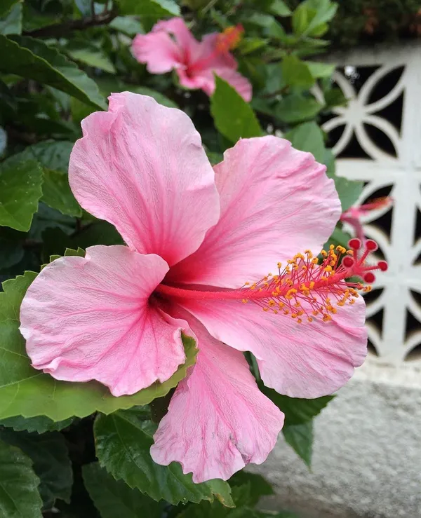 Hibiscus_(Pink)_Flowering_Plant_&_Tree_(1.5-3.5_Ft_Hight)_For_Shrub/Bush/Sweet_Home_Garden_(Hybrid,_Pack_Of_1)