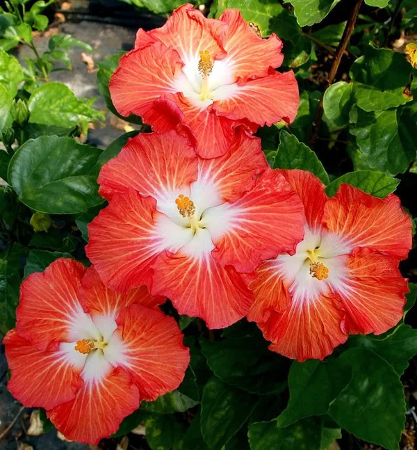 Iconic_Hibiscus_Flowering_Plant_&_Tree_For_Home_Gardening_(Hybrid,_Pack_Of_1)