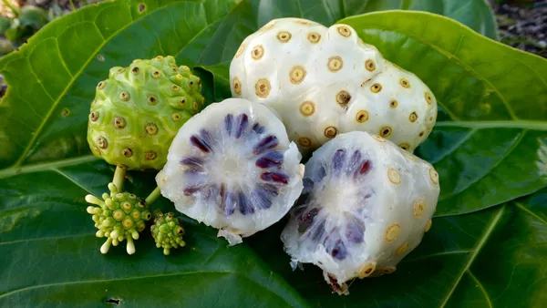 Highly_Benefited_Noni_Fruit_Plant_(1.5-3.5_Ft_Size)_For_Home_Gardening_(Hybrid,_Pack_Of_1)