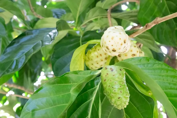 Highly_Benefited_Noni_Fruit_Plant_(1.5-3.5_Ft_Size)_For_Home_Gardening_(Hybrid,_Pack_Of_1)