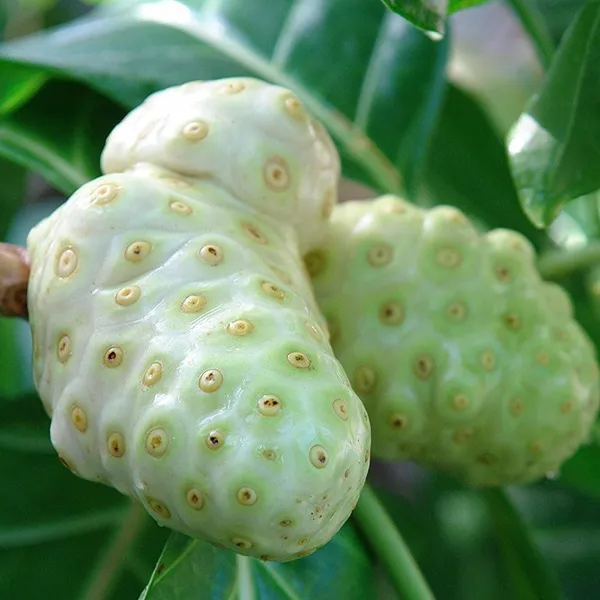 Highly_Benefited_Noni_Fruit_Plant_(1.5-3.5_Ft_Size)_For_Home_Gardening_(Hybrid,_Pack_Of_1)