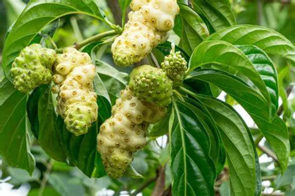 Highly_Benefited_Noni_Fruit_Plant_(1.5-3.5_Ft_Size)_For_Home_Gardening_(Hybrid,_Pack_Of_1)