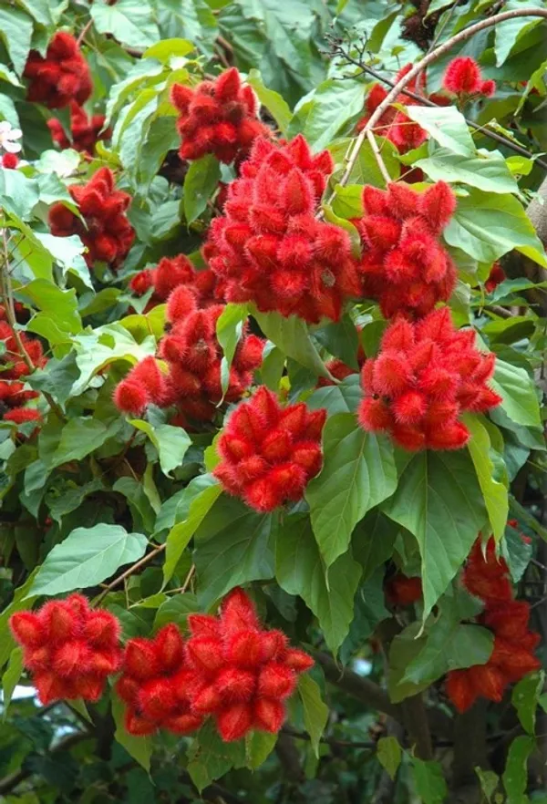 Highly_Benefited_Sindoor_Plant_For_Home_Gardening_(Hybrid,_Pack_Of_1)