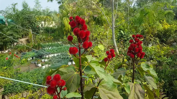 Highly_Benefited_Sindoor_Plant_For_Home_Gardening_(Hybrid,_Pack_Of_1)