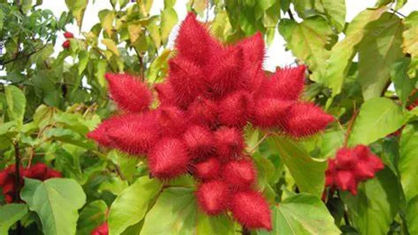 Highly_Benefited_Sindoor_Plant_For_Home_Gardening_(Hybrid,_Pack_Of_1)