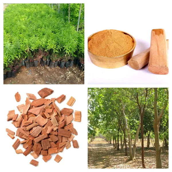 Highly_Benefited_White_Sandalwood_Plant_&_Tree_(1.5-3.5_Ft_Size)_For_Home_Gardening_Healthy_Sandalwood_Outdoor_Plant_(Hybrid,_Pack_Of_1)