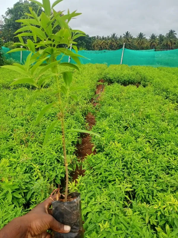 Highly_Benefited_White_Sandalwood_Plant_&_Tree_(1.5-3.5_Ft_Size)_For_Home_Gardening_Healthy_Sandalwood_Outdoor_Plant_(Hybrid,_Pack_Of_1)