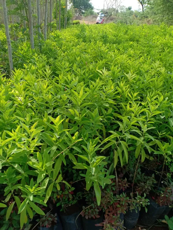 Highly_Benefited_White_Sandalwood_Plant_&_Tree_(1.5-3.5_Ft_Size)_For_Home_Gardening_Healthy_Sandalwood_Outdoor_Plant_(Hybrid,_Pack_Of_1)