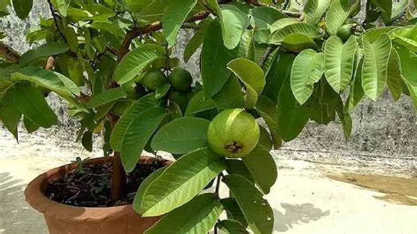 Hybrid_Apple_Guava_Sweet_(Grafted)_Plant_(Pack_of_1)