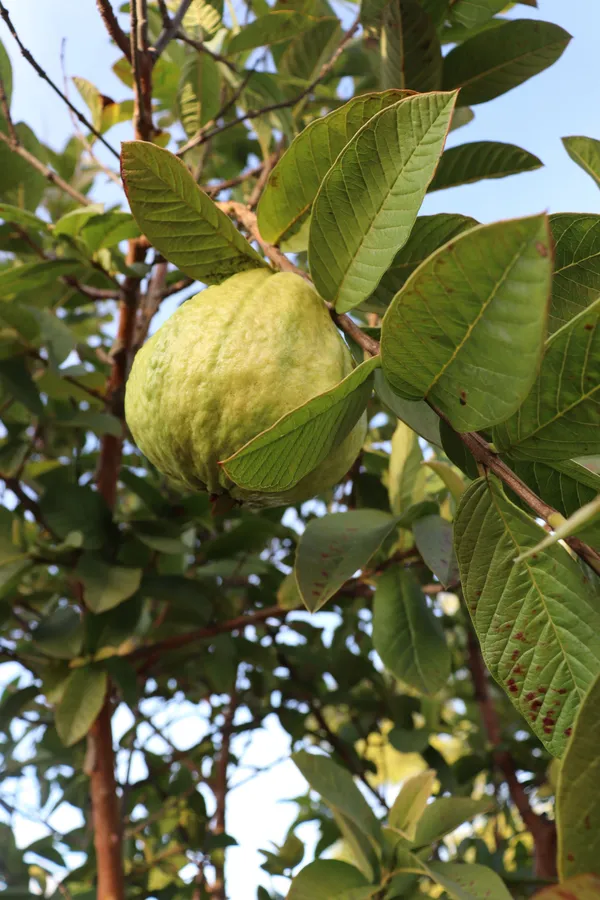 Hybrid_Apple_Guava_Sweet_(Grafted)_Plant_(Pack_of_1)