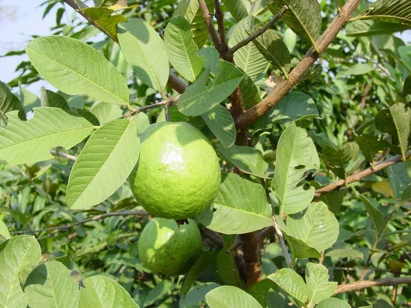 Hybrid_Apple_Guava_Sweet_(Grafted)_Plant_(Pack_of_1)