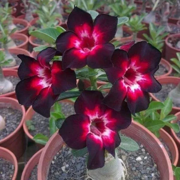 Hybrid_Desert_Rose_Adenium_Flowering__Plant_(Grafted,_Pack_Of_1)