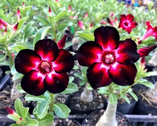Hybrid_Desert_Rose_Adenium_Flowering__Plant_(Grafted,_Pack_Of_1)