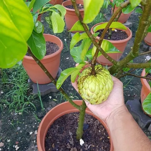 Hybrid_Golden_Sugar/Yellow_Custard_Apple_Healthy_Fruit_Plant_&_Tree_For_Home_Gardening_Golden_Sugar_(Grafted)_Plant_1.5-3.5_Ft_Size,_Suitable_Location_Outdoor_(Pack_Of_1)