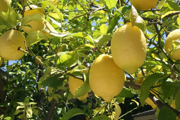 Hybrid_Kagoji_Labu_Fruit_Plant_&_Tree_For_Home_Garden_(1.5-3.5_Ft_Hight)_Pack_Of_1