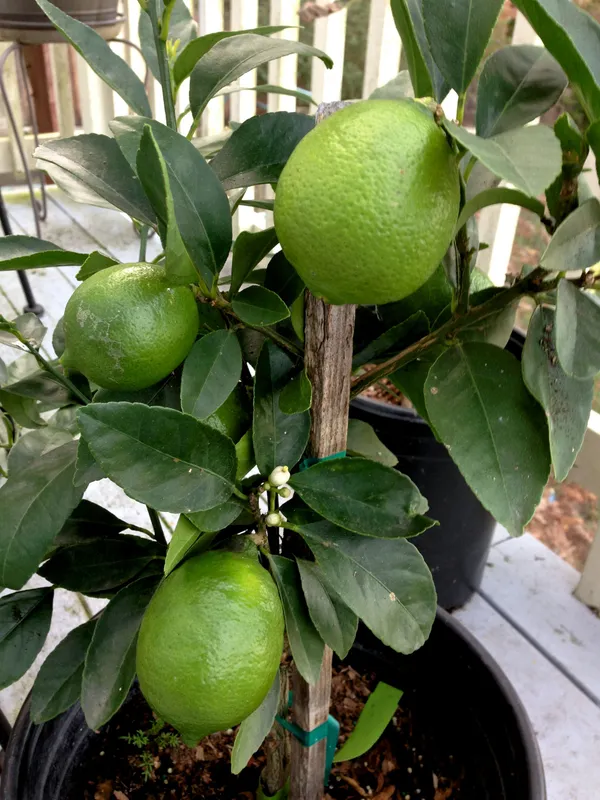 Hybrid_Kagoji_Labu_Fruit_Plant_&_Tree_For_Home_Garden_(1.5-3.5_Ft_Hight)_Pack_Of_1
