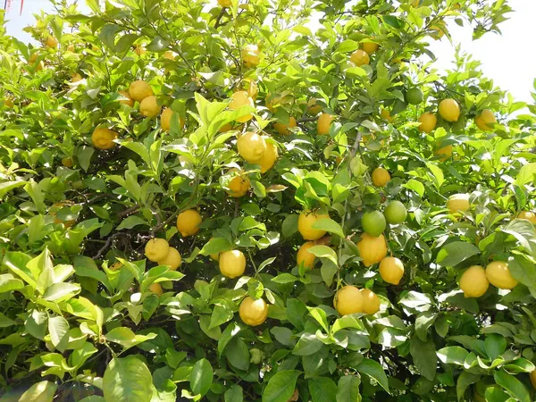 Hybrid_Kagoji_Labu_Fruit_Plant_&_Tree_For_Home_Garden_(1.5-3.5_Ft_Hight)_Pack_Of_1