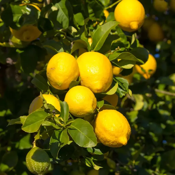 Hybrid_Mayer_Lemon_Fruit_Plant_&_Tree_For_Home_Gardening,_Yellow_Mayer_Lemon/Lime_Grafted_Plant_(Pack_Of_1)