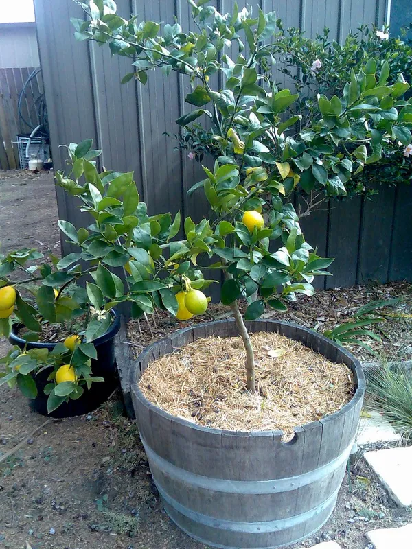 Hybrid_Mayer_Lemon_Fruit_Plant_&_Tree_For_Home_Gardening,_Yellow_Mayer_Lemon/Lime_Grafted_Plant_(Pack_Of_1)