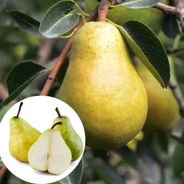 Hybrid_Pear_Fruit_Plant_&_Tree_For_Home_Gardening_(1.5-3.5_Ft_Size)_Healthy_Pear_Fruit_Outdoor_Plant_(Grafted,_Pack_Of_1)