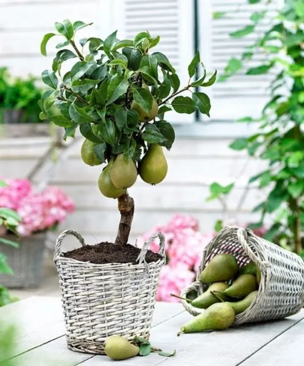 Hybrid_Pear_Fruit_Plant_&_Tree_For_Home_Gardening_(1.5-3.5_Ft_Size)_Healthy_Pear_Fruit_Outdoor_Plant_(Grafted,_Pack_Of_1)