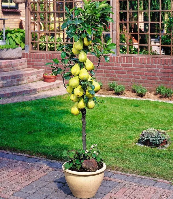 Hybrid_Pear_Fruit_Plant_&_Tree_For_Home_Gardening_(1.5-3.5_Ft_Size)_Healthy_Pear_Fruit_Outdoor_Plant_(Grafted,_Pack_Of_1)