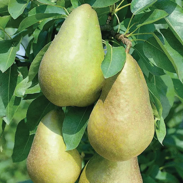 Hybrid_Pear_Fruit_Plant_&_Tree_For_Home_Gardening_(1.5-3.5_Ft_Size)_Healthy_Pear_Fruit_Outdoor_Plant_(Grafted,_Pack_Of_1)