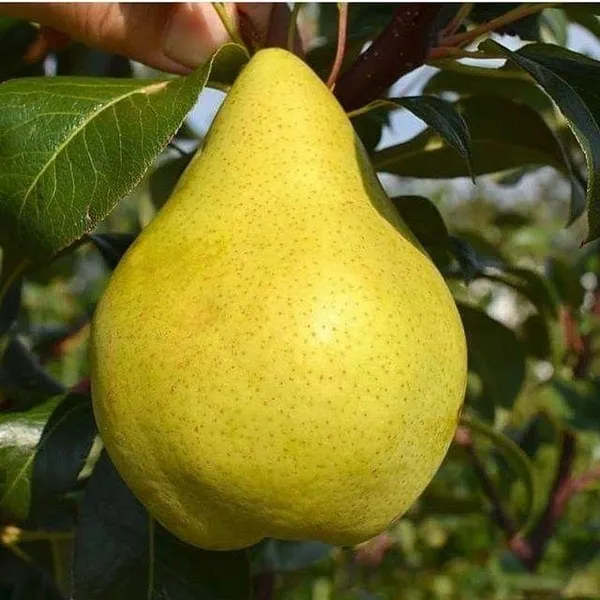 Hybrid_Pear_Fruit_Plant_&_Tree_For_Home_Gardening_(1.5-3.5_Ft_Size)_Healthy_Pear_Fruit_Outdoor_Plant_(Grafted,_Pack_Of_1)