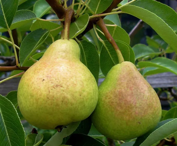 Hybrid_Pear_Fruit_Plant_&_Tree_For_Home_Gardening_(1.5-3.5_Ft_Size)_Healthy_Pear_Fruit_Outdoor_Plant_(Grafted,_Pack_Of_1)