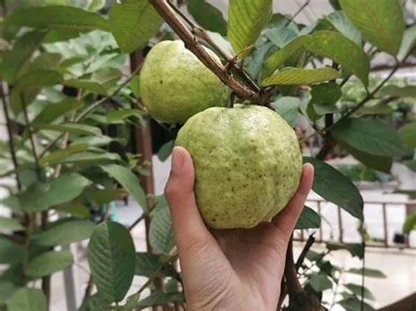 Hybrid_Pink_Guava_Healthy_Fruit_Plant_&_Tree_For_Home_Gardening
