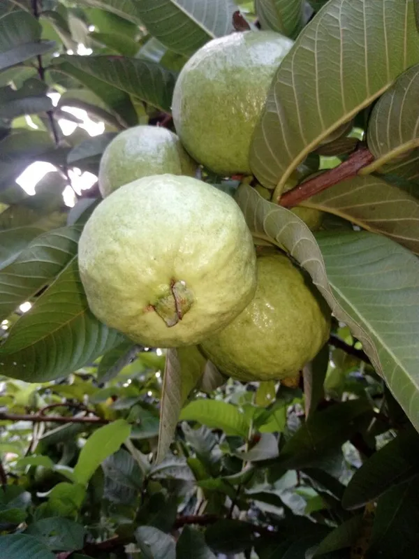 Hybrid_Pink_Guava_Healthy_Fruit_Plant_&_Tree_For_Home_Gardening